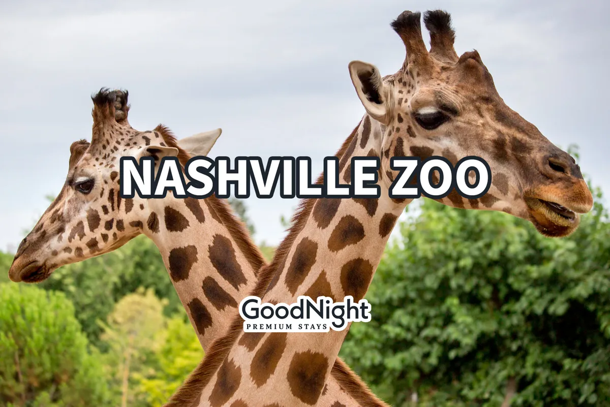This image shows two giraffes in a lush, green zoo setting, perfect for families enjoying animal watching and interactive educational programs. The background is vibrant and natural, evoking the sense of a fun family outing at the Nashville Zoo, which is called out as a top nearby attraction in the section.